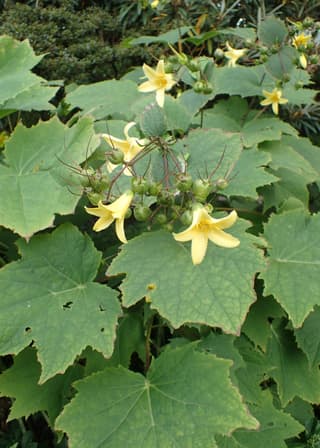 Kirengeshoma