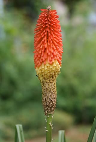 Kniphofia