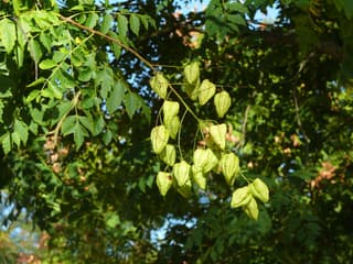 Árbol de lluvia de oro
