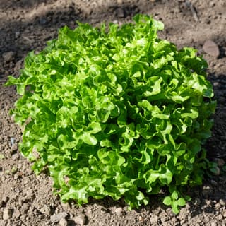 Iceberg lettuce
