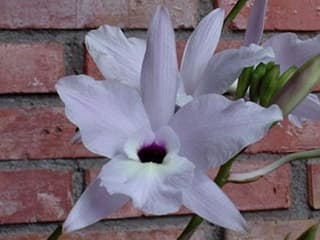 Rózsás laelia
