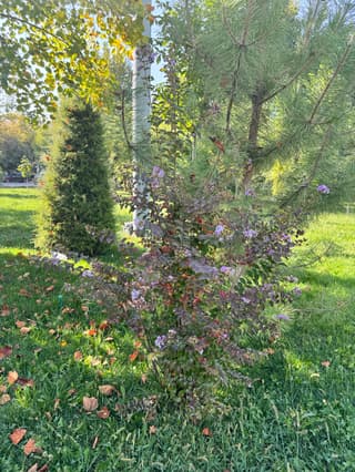 Crepe Myrtle