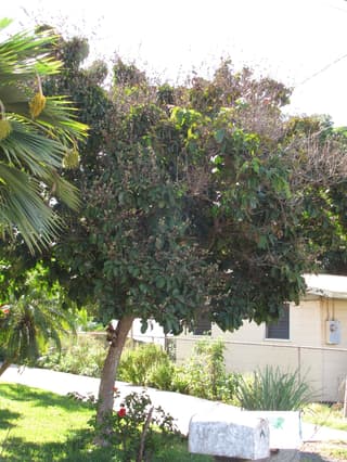 Queen's Crape Myrtle