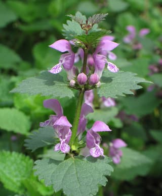 Dead Nettle