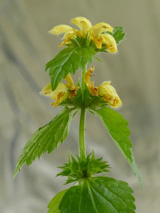 Arcanjo-amarelo