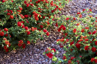 Lantana (genus)