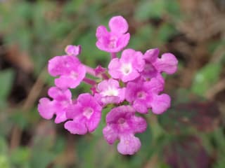 Trailing Lantana