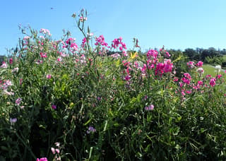 Everlasting Pea