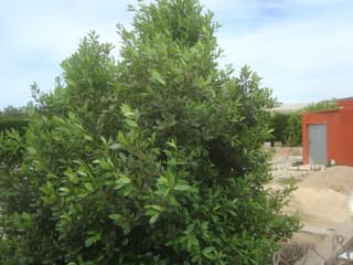 Bay Laurel