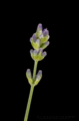 Lavanda