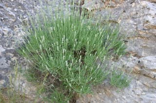 English Lavender