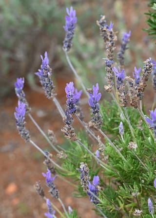 French Lavender
