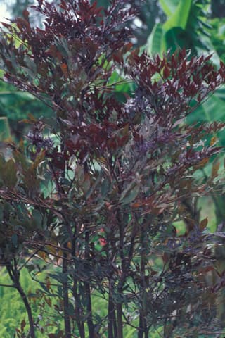 Red Leea