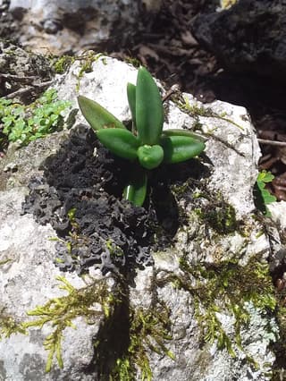 Lenophyllum acutifolium
