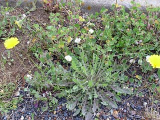 Rough Hawkbit