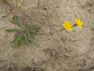 Lesser Hawkbit