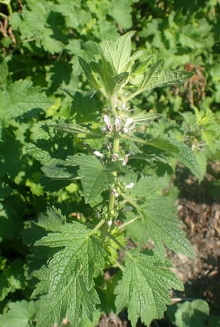 Agripalma-siberiana