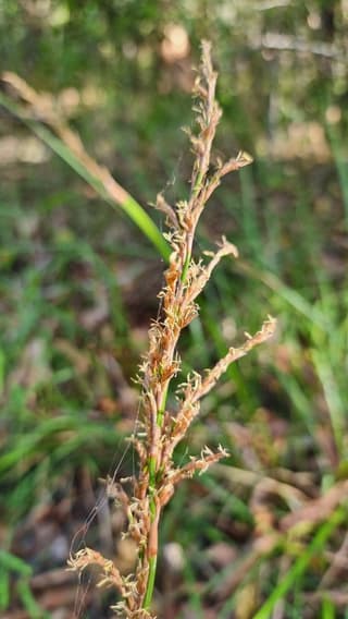 Variable Sword-sedge