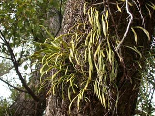 Lepisorus fern