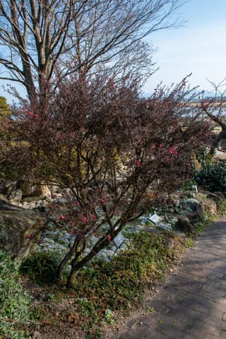 Leptospermum scoparium