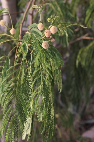 Leucaena leucocephala