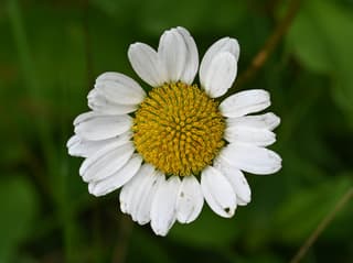 Oxeye Daisy