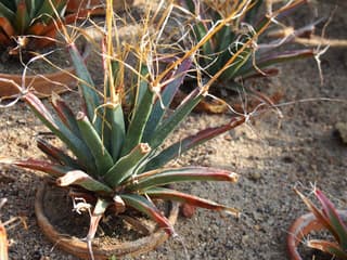 Agaves kaktuss