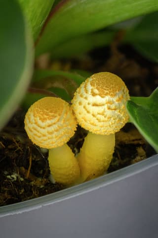 Lepiota amarilla