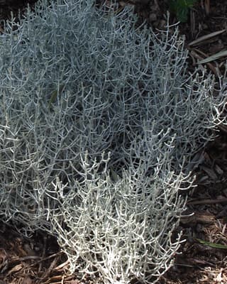 Cushion Bush