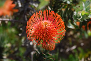 Alfineteira