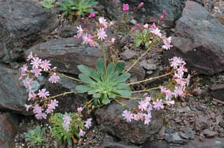 Lewisia-do-Siskiyou
