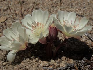 Bitterroot