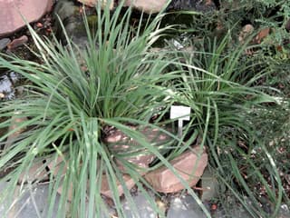 Chilean iris