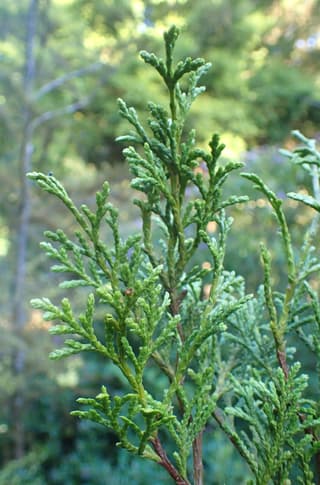 Pahautea