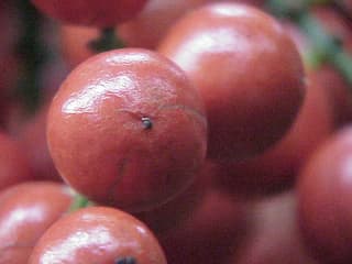 Palmeira-leque-ruffle