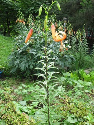 Lily (genus)