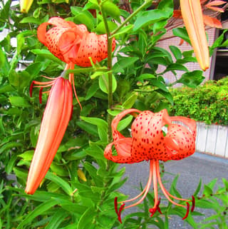 Tiger Lily