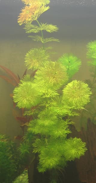 Asian Marshweed