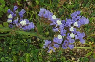 Sea Lavender