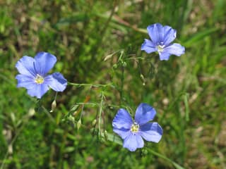 Austrian flax