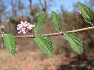 Lippia (Melissa brasiliana)