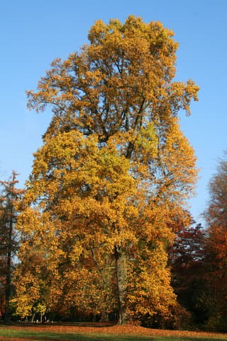 tuliptree