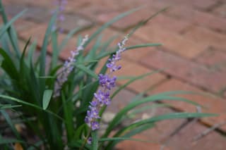 Big Blue Lilyturf