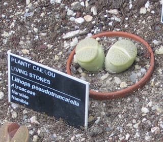 Piedras vivas