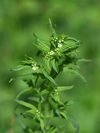 Stoneseed / Gromwell (genus)