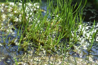 Espiguilla de laguna