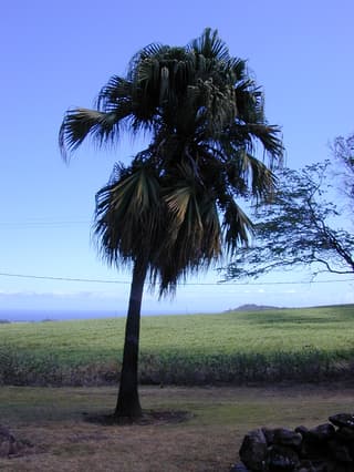 Chinese Fan Palm