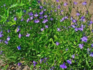 Lobelia