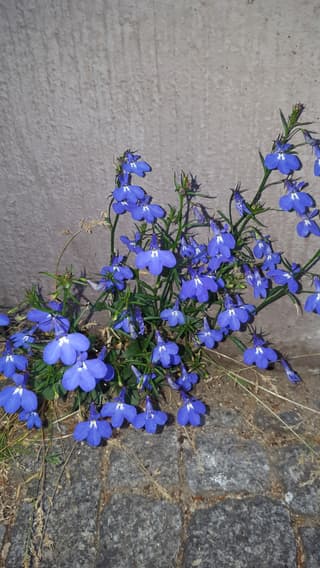 Edging lobelia