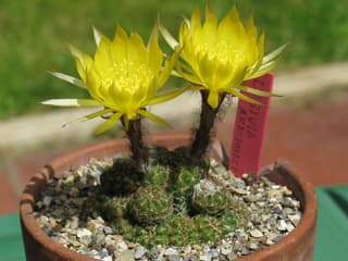 Spider Cactus